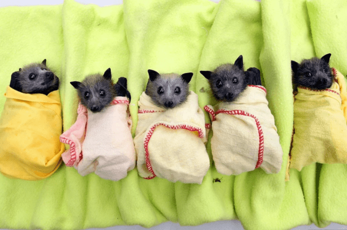 Bats Babble Like Babies: New Insights into Communication