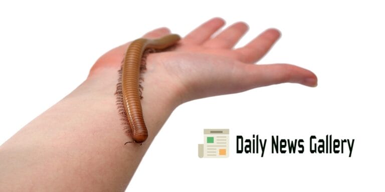 Understanding Centipedes: Myths, Facts, and Lifecycle