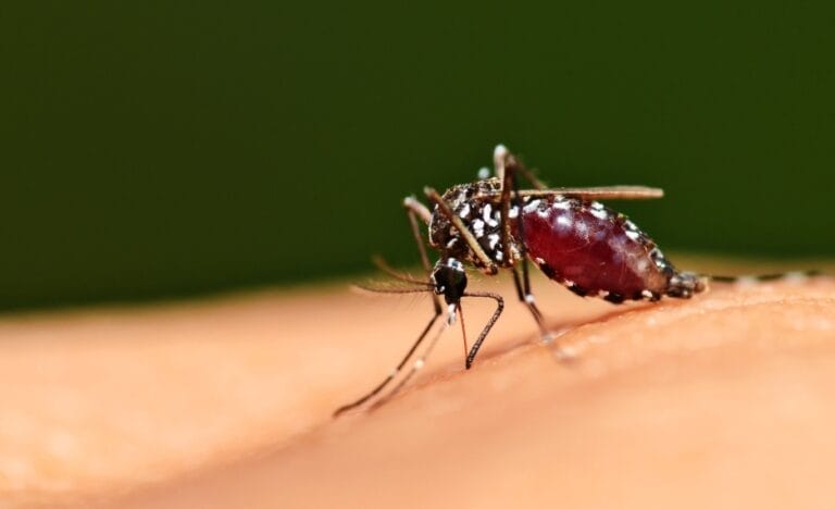 World Mosquito Day: Awareness & Prevention of Malaria