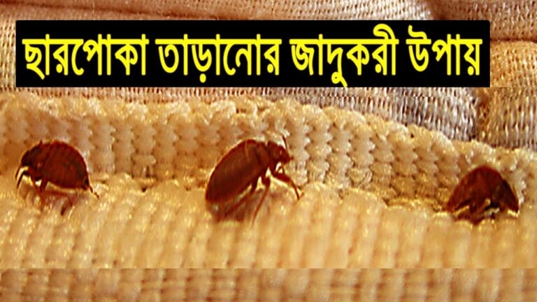 Effective Strategies to Eliminate Sycamid Insects at Home