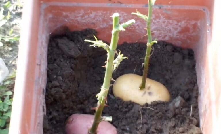 Grow a Lush Rose Bush from a Single Rose and Potato