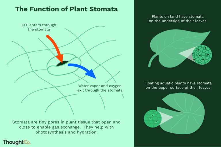 Exploring Stomata: Vital Roles in Vascular Plants