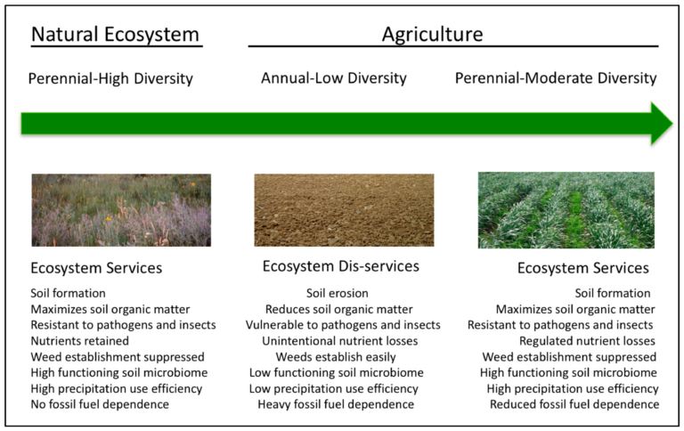 The Vital Role of Perennials in Ecosystem Conservation