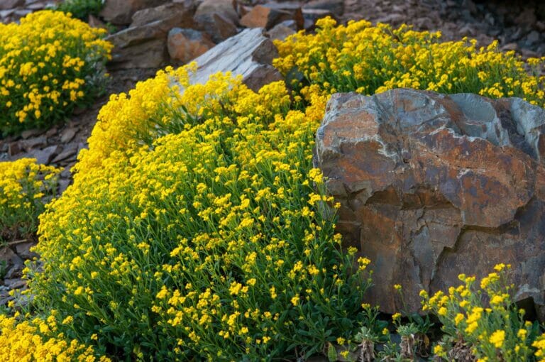 Thriving Perennials in Rock Gardens: A Guide to Success