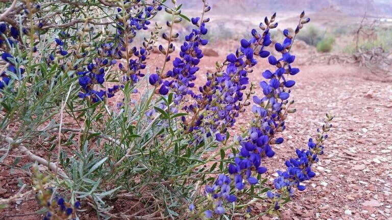 Protecting Native Vascular Plants: Key Threats and Solutions