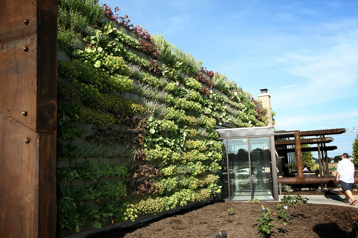 Can perennials be grown in vertical gardens?