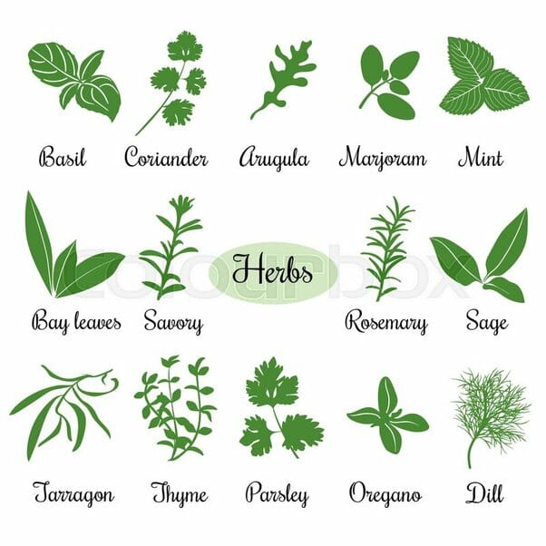 What herbs are known for their culinary versatility?