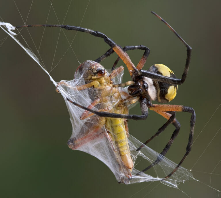 Moth Survival Tactics: How They Avoid Spider Webs